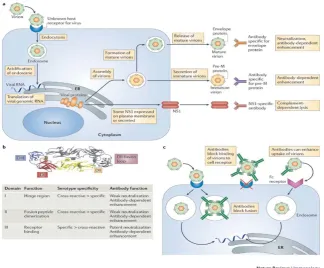 Gambar 2.5 Reaksi imun pada infeksi Virus Dengue (Rothman, 2010) 