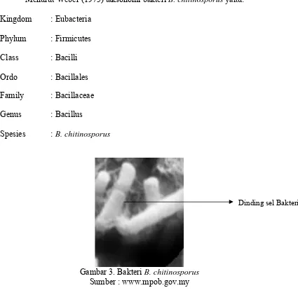 Gambar 3. Bakteri  B. chitinosporus Sumber : www.mpob.gov.my 