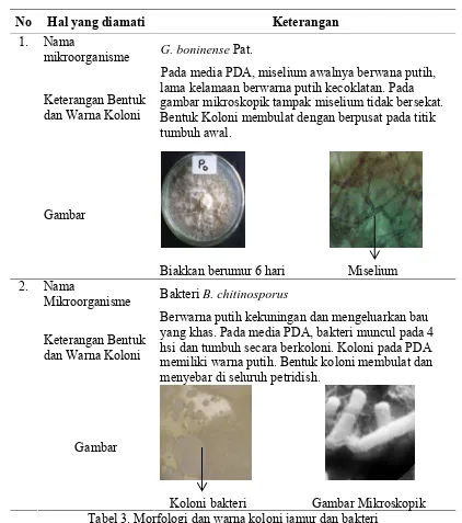 Tabel 3. Morfologi dan warna koloni jamur dan bakteri 