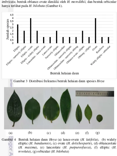 Gambar 3  Distribusi frekuensi bentuk helaian daun spesies Hoya 