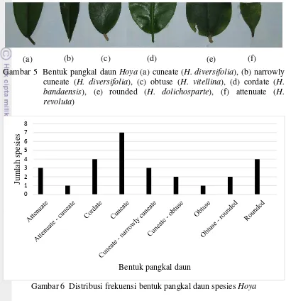 Gambar 5  Bentuk pangkal daun Hoya (a) cuneate (H. diversifolia), (b) narrowly 