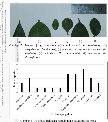 Gambar 7  Bentuk ujung daun Hoya (a) acuminate (H. purpureofusca) , (b) 