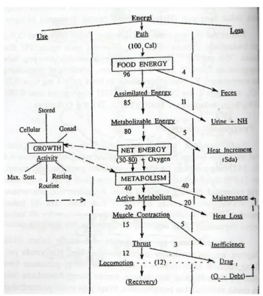 Gambar 3. Ilustrasi tahapan penggunaan energi (Brett 1970)  Derajat  keasaman  (pH)  suatu 