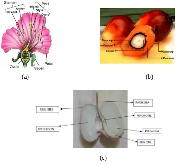 Gambar 5. (a) morfologi dan anatomi bunga (b) morfologi buah (c) morfologi 
