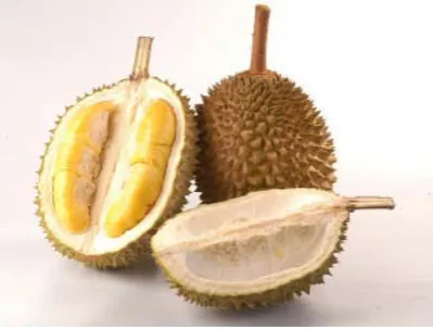 Gambar 2.2 Buah Durian [21] 