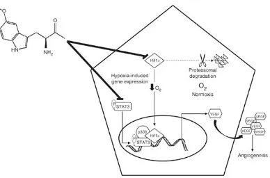 Gambar 2.4   Hif1 adalah regulator utama homeostasis oksigen. Sedangkan normoxia menginduksi Hif1α degradasi proteosomal, di bawah hipoksia stabil dan translokasi ke inti di mana ia membentuk kompleks dengan phospho-STAT3 dan CBP / p300 untuk meningkatkan 