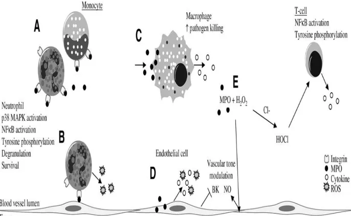 Gambar 2.2  Pelepasan MPO oleh Sel-sel Imunokompeten pada sistem  