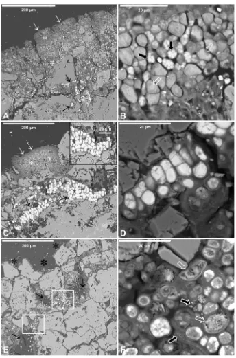 Fig. 3. SEM-BSE images ofvital lichen thalli (box in C) and in clusters of fungi localized in endolithic zones (D)