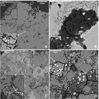 Fig. 4. SEM-BSE images of fungal epilithic and endolithic colonization of dolomite stone before (A) and after (BeD) laser treatment