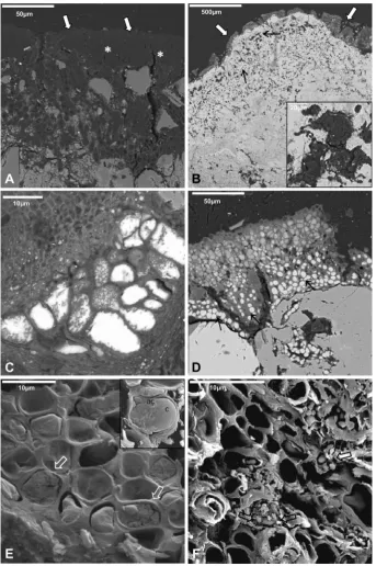 Fig. 5. SEM-BSE (AeD) and LTSEM (EeF) images of lichen thalli and microorganisms localized near the laser cleaned areas