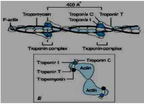 Gambar 2.1: Struktur troponin28 