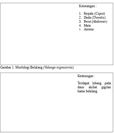 Gambar 1. Morfologi Belalang (Valanga nigrocornis).