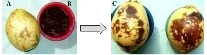Gambar 10 Metode pemancingan  P. palmivora. Buah kelapa GKN sehat (A), wadah berisi tanah (B), buah yang terinfeksi  (C)