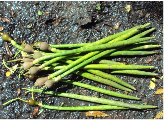 Gambar 1  Propagul Rhizophora apiculata 