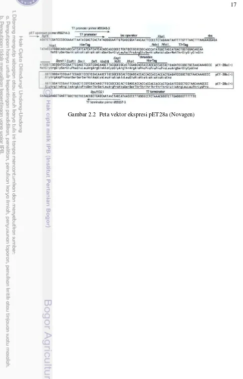 Gambar 2.2  Peta vektor ekspresi pET28a (Novagen) 