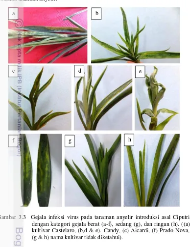 Gambar 3.3  Gejala infeksi virus pada tanaman anyelir introduksi asal Ciputri 
