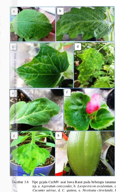 Gambar 3.6   Tipe gejala CarMV asal Jawa Barat pada beberapa tanaman uji. a. Ageratum conyzoides, b