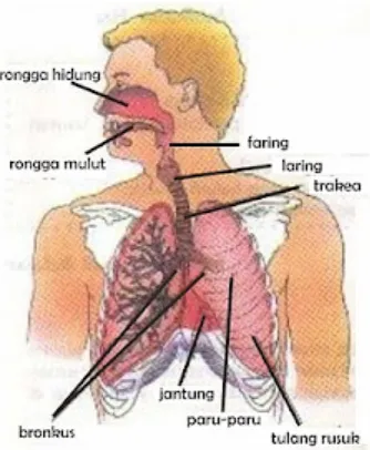 Gambar 2.2 Sistem pernafasan manusia (Ramadhan, M,Z., 2012) 