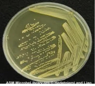 Gambar 1. Staphylococcus 