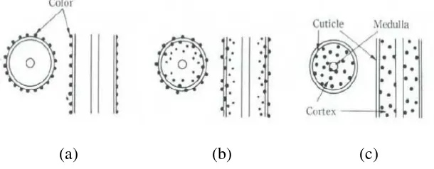 Gambar 2.6. Deposit zat warna pada proses pewarnaan rambut (Mitsui, 1997). 