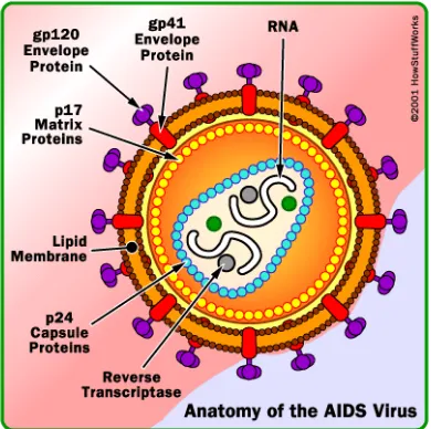 Gambar 2.1. Struktur anatomi HIV (TeenAIDS, 2008).  