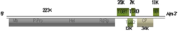 Gambar 2. Skema organisasi genom CVB (Sumber : Ohkawa et al. 2007). RNA  memiliki 6 ORF dengan poly A pada ujung 3’  