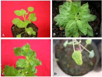 Gambar 7. Variasi gejala CVB pada beberapa tanaman. A : pemucatan tulang daun pada N. benthamiana
