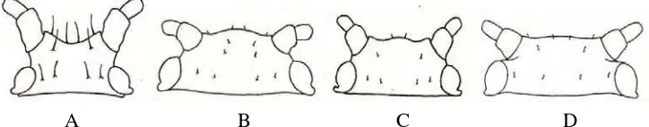 Gambar 10. Bentuk kepala M. sanborni berkembang sempurna (A), dan bentuk kepala B. helichrysi (B), A