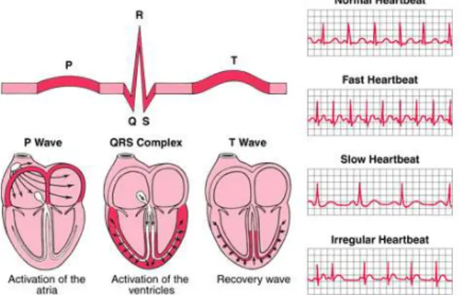 Gambar 2. 3 Pembacaan EKG [12] 
