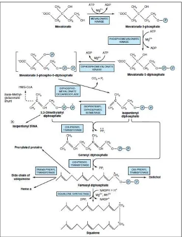 Gambar 2.5Biosintesis skualen 