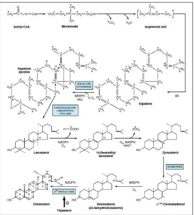 Gambar 2.6Biosintesis kolesterol 