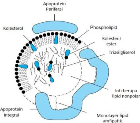 Gambar 2.8Struktur umum lipoprotein 