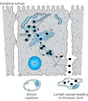 Gambar 2.9Pembentukan dan sekresi kilomikron (RER, retikulum endoplasma kasar; SER, 