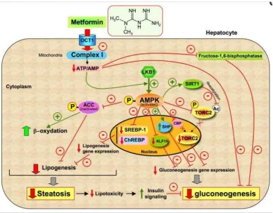 Gambar 2.12 Mekanisme kerja metformin di sel hati 
