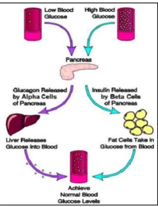 Gambar 2.3. Mekanisme kerja Insulin dan Glukagon 
