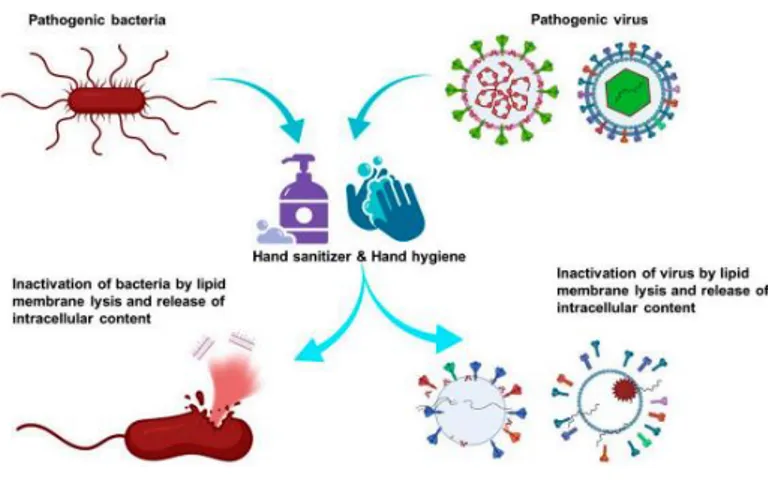 Gambar 4 . Cara sabun menonaktifkan virus dan mikroba