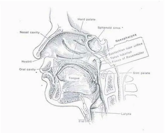 Gambar 2.1. Anatomi Nasofaring 