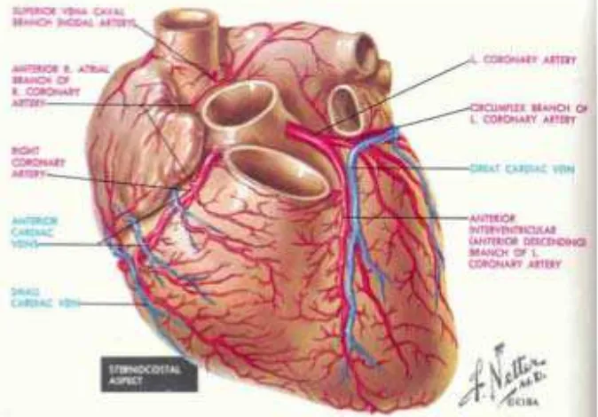 Gambar 2.2. Anatomi arteri koronaria  (Netter, 2006) 