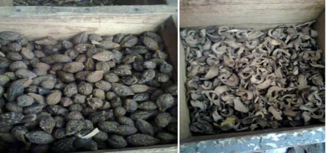 Gambar  5. Bahan-bahan Jamu Tradisional  