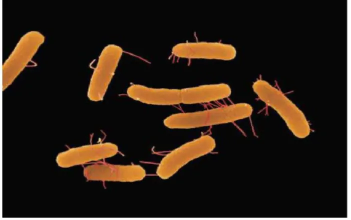 Gambar : Bakteri Salmonella typhimurium. 