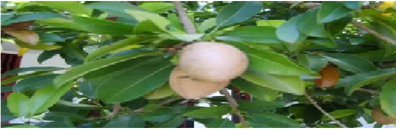Gambar 2.1 Daun dan buah sawo 