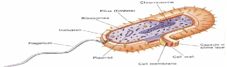 Gambar 2.3 Sel bakteri E. coli 