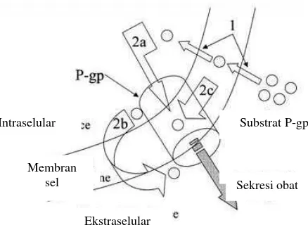 Gambar 2.1 Mekanisme pemompaan oleh Pgp (Matheny, et al., 2001) 