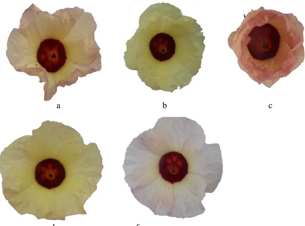 Gambar 2. Warna dan Bentuk bunga rosella yang unik pada tanaman hasil iridiasi  a dan b
