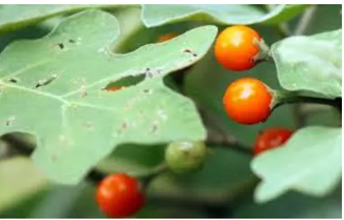 Gambar 2.1 daun dan buah inggir-inggir (Solanum sanitwongsei Craib) 