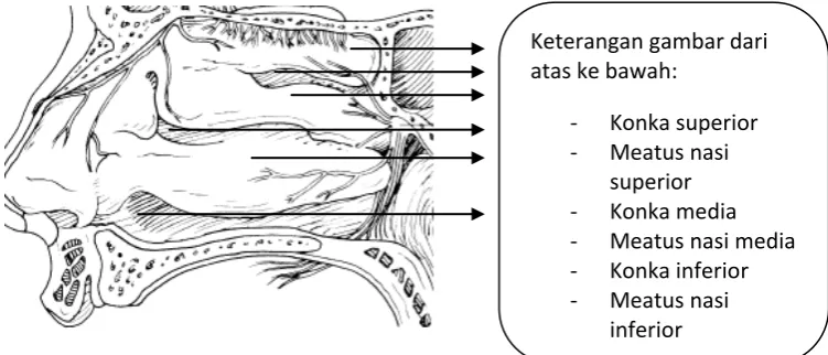 Gambar 11. Dinding lateral hidung (Ballenger 2003). 