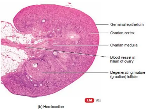 Gambar 2.2. Histologi Ovarium (Tortora et al., 2009)