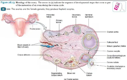 Gambar 2.3. Histologi Ovarium (Tortora et al., 2009) 