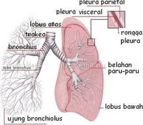 Gambar 2. Anatomi paru-paru manusia.8