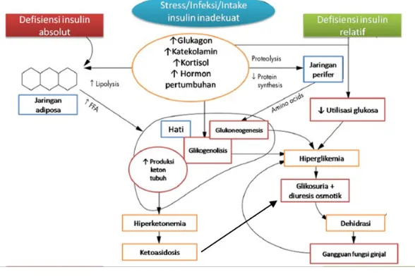 Gambar 1. Patogenesis KAD5